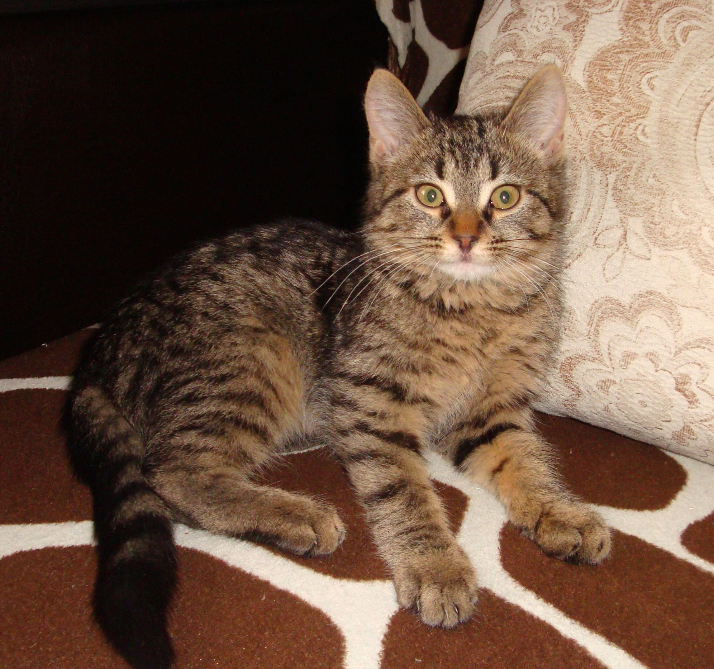 Тёма - Имена для мальчиков - Клички для котов и кошек