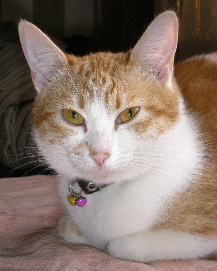 Репа - Имена для девочек - Клички для котов и кошек