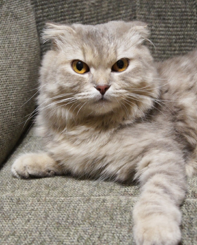 Шанель - Имена для девочек - Клички для котов и кошек