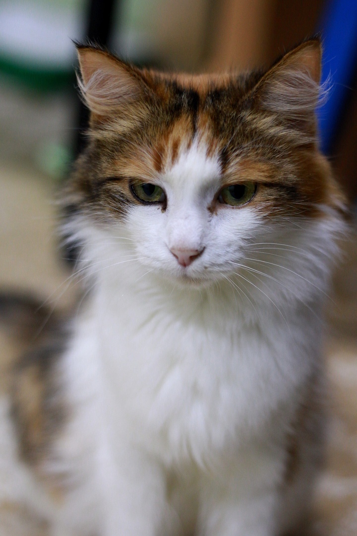 Муля - Имена для девочек - Клички для котов и кошек