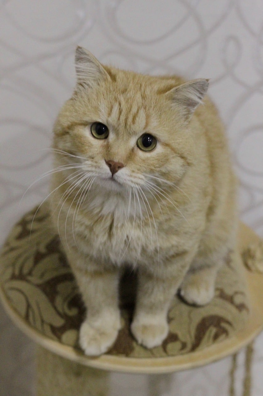 Фил - Имена для мальчиков - Клички для котов и кошек