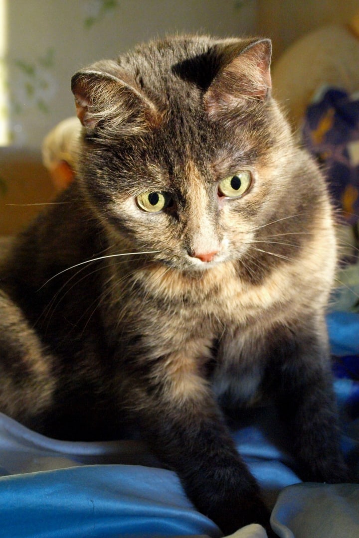 Леда - Имена для девочек - Клички для котов и кошек