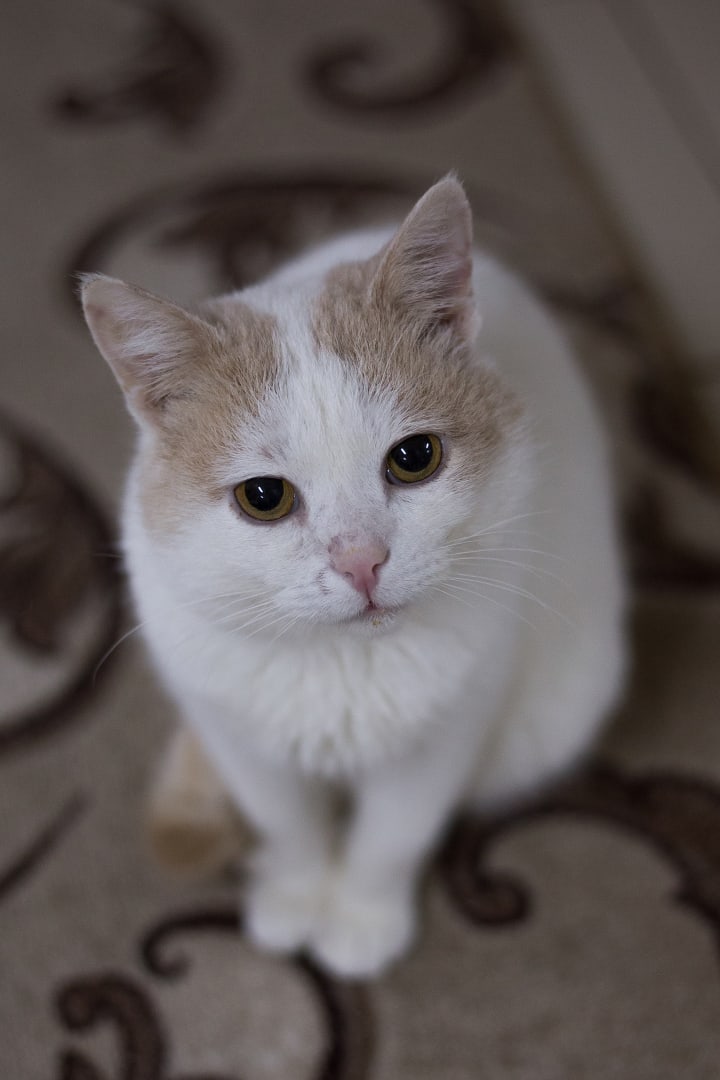 Филлип - Имена для мальчиков - Клички для котов и кошек