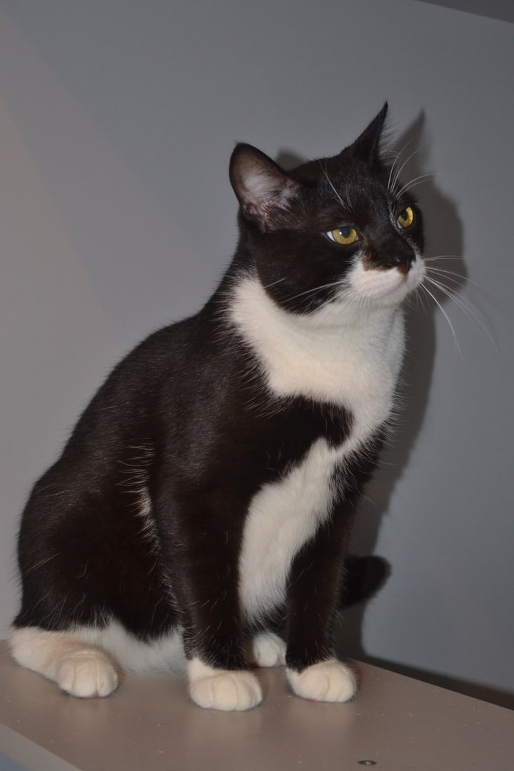 Брюс - Имена для мальчиков - Клички для котов и кошек