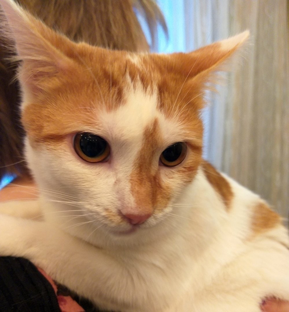 Родион - Имена для мальчиков - Клички для котов и кошек