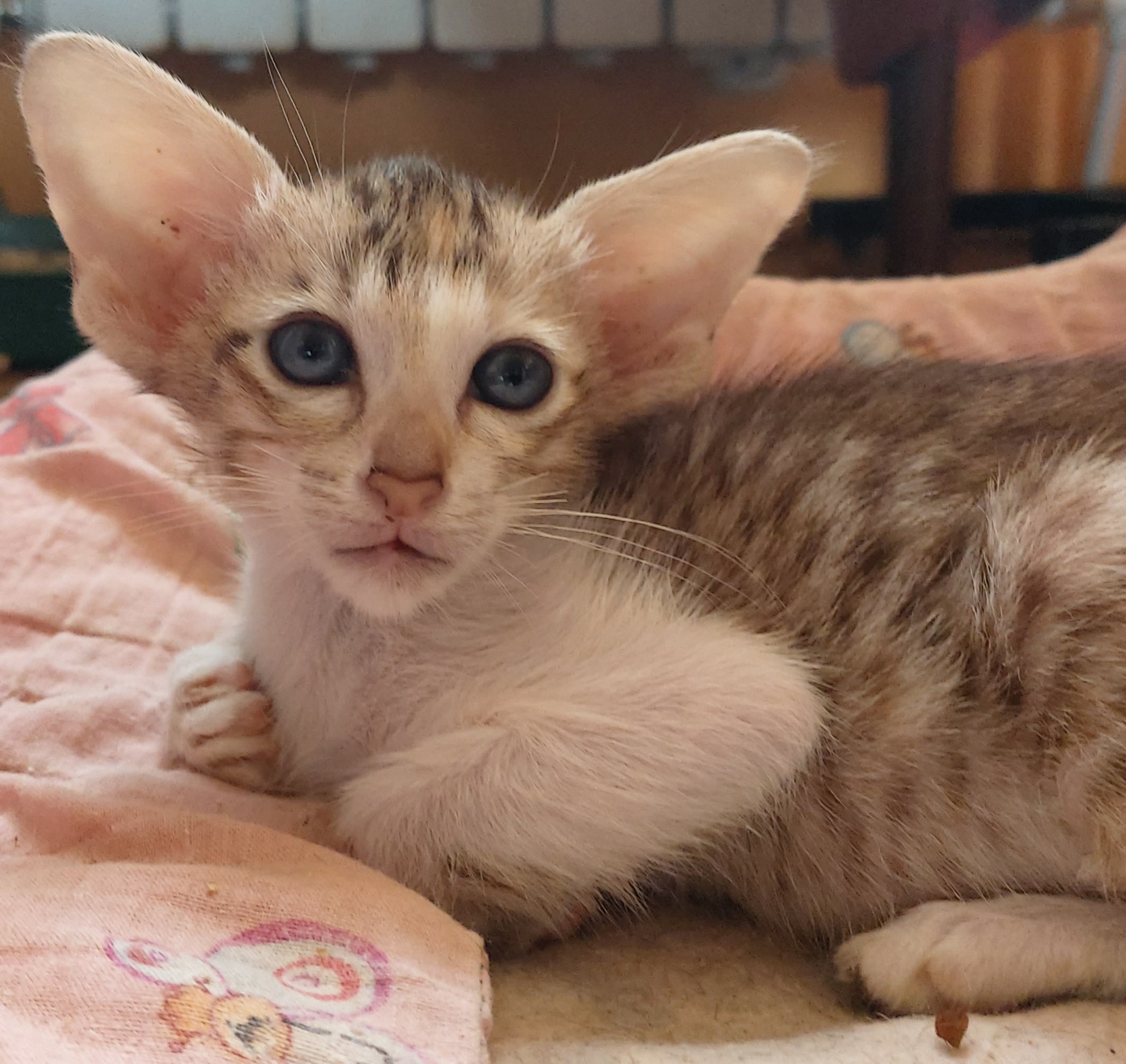 Лара - Имена для девочек - Клички для котов и кошек