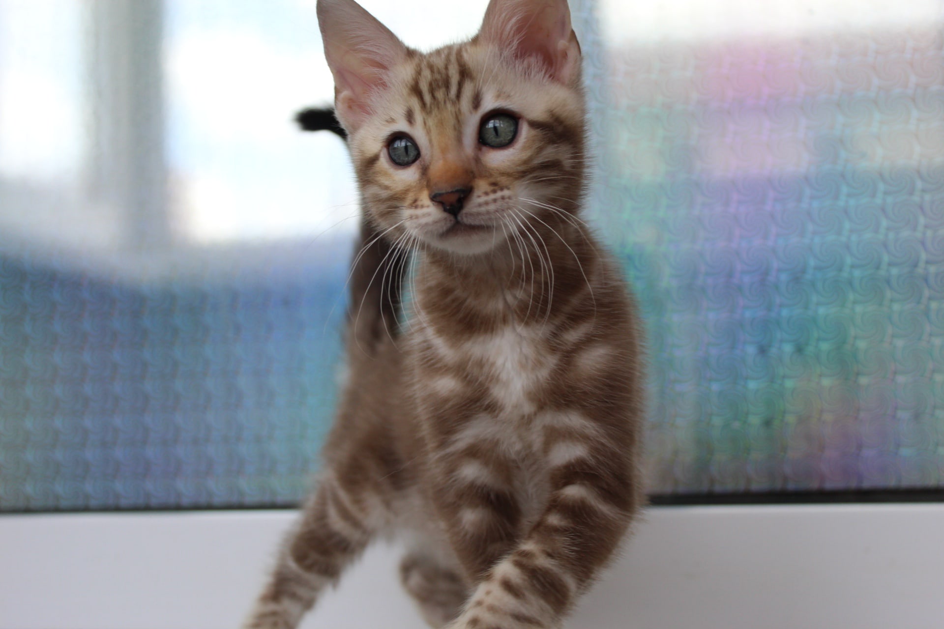 Милаш - Имена для мальчиков - Клички для котов и кошек