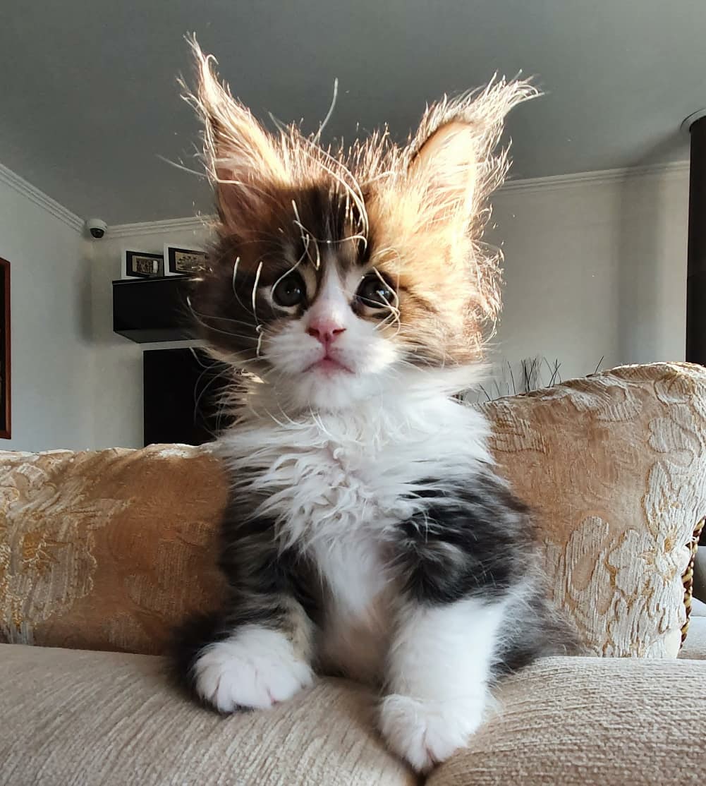 Рибок - Имена для мальчиков - Клички для котов и кошек