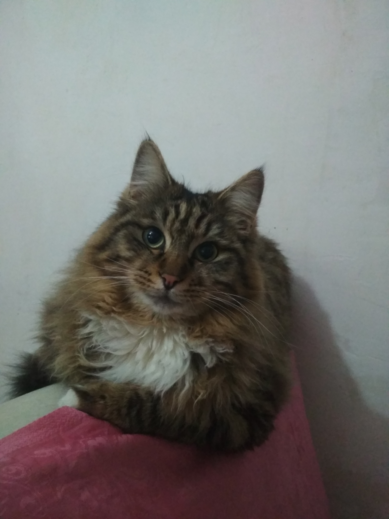 Масяня - Имена для мальчиков - Клички для котов и кошек