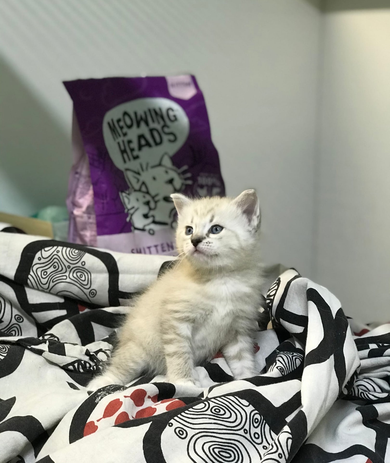 Альф - Имена для мальчиков - Клички для котов и кошек