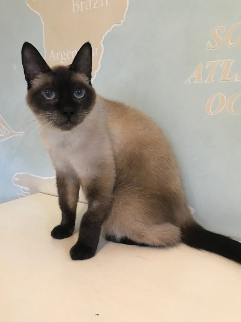 Витас - Имена для мальчиков - Клички для котов и кошек