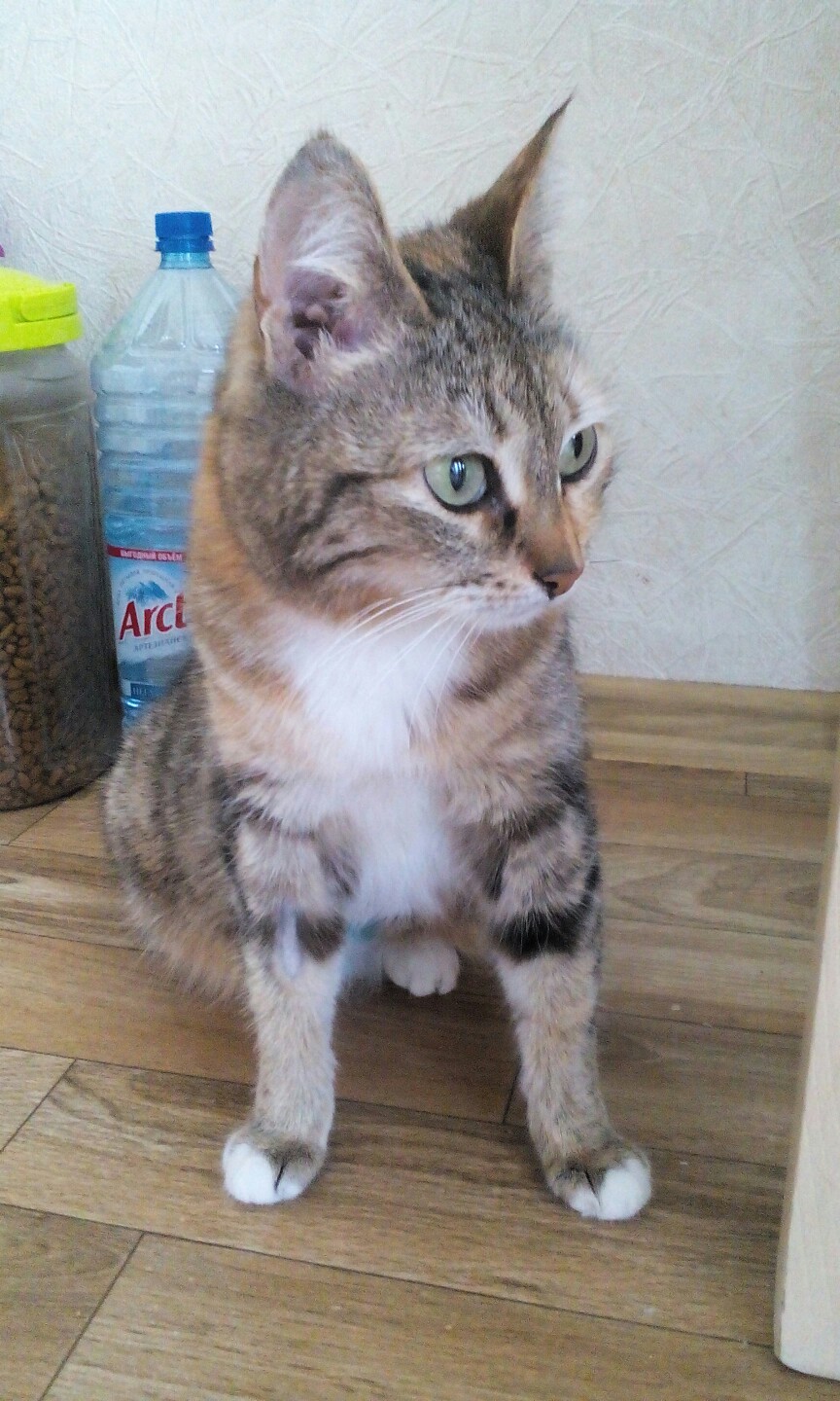 Еся - Имена для девочек - Клички для котов и кошек