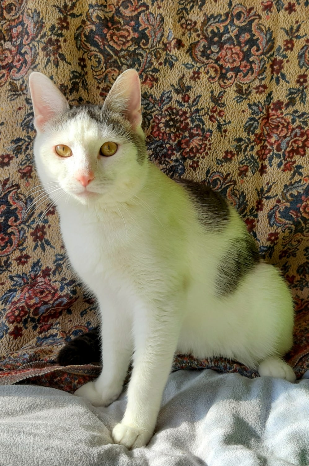 Христофор - Имена для мальчиков - Клички для котов и кошек