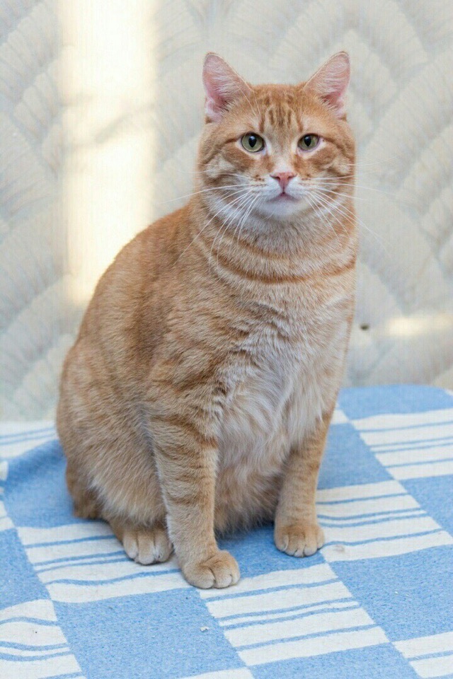 Вася - Имена для мальчиков - Клички для котов и кошек