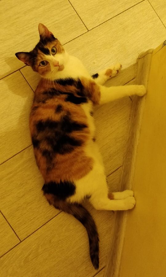 Фанта - Имена для девочек - Клички для котов и кошек