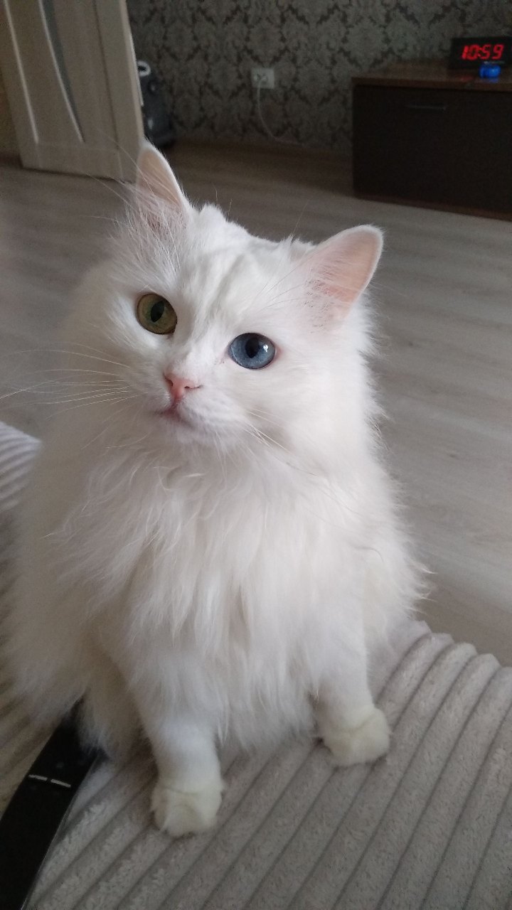 Геля - Имена для девочек - Клички для котов и кошек