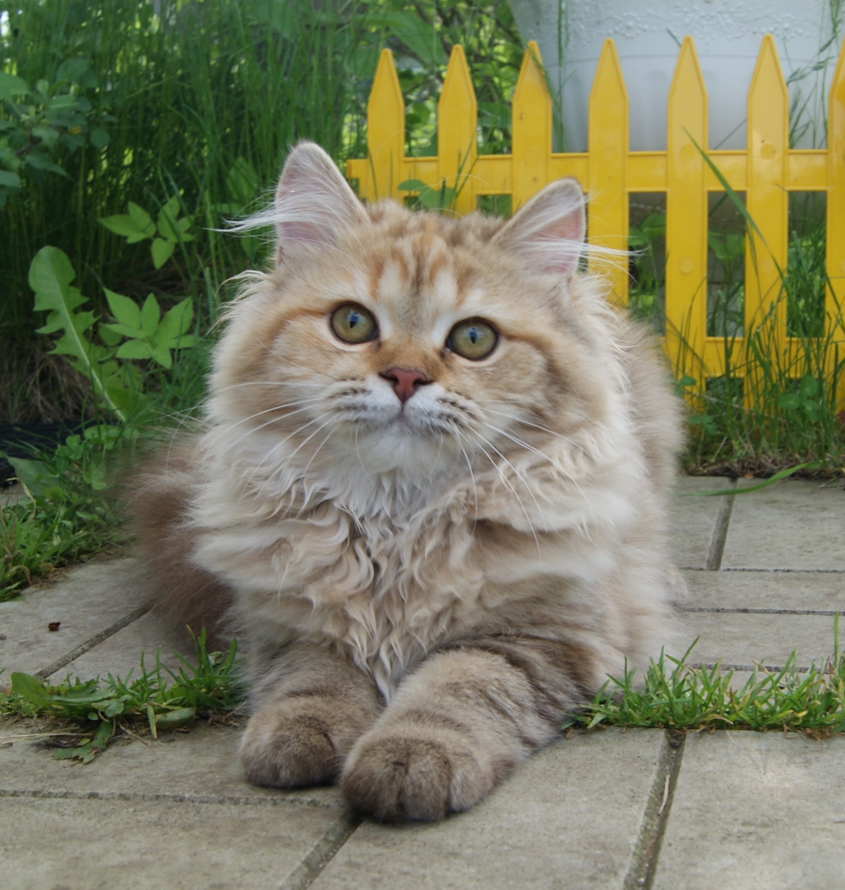 Махнулис - Имена для мальчиков - Клички для котов и кошек