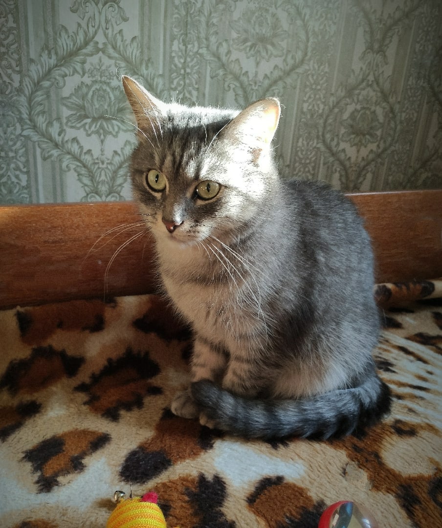 Ося - Имена для мальчиков - Клички для котов и кошек