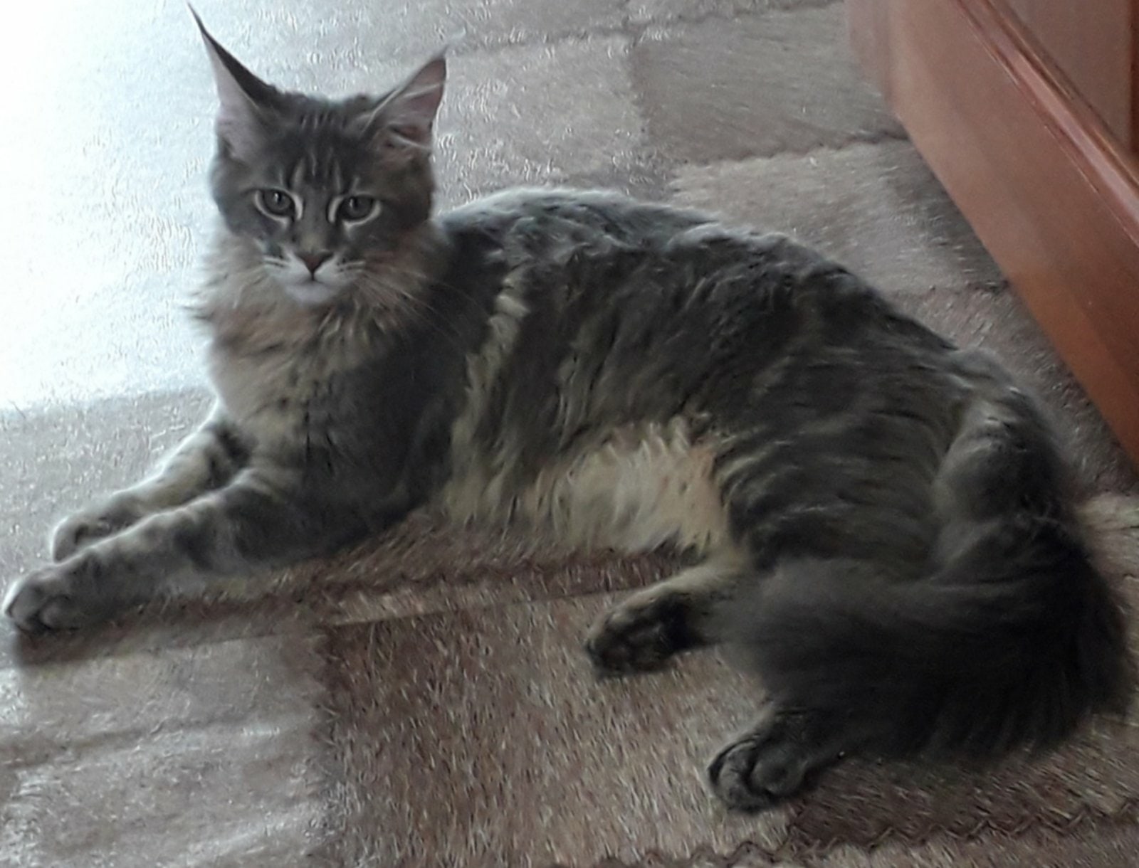 Ева - Имена для девочек - Клички для котов и кошек