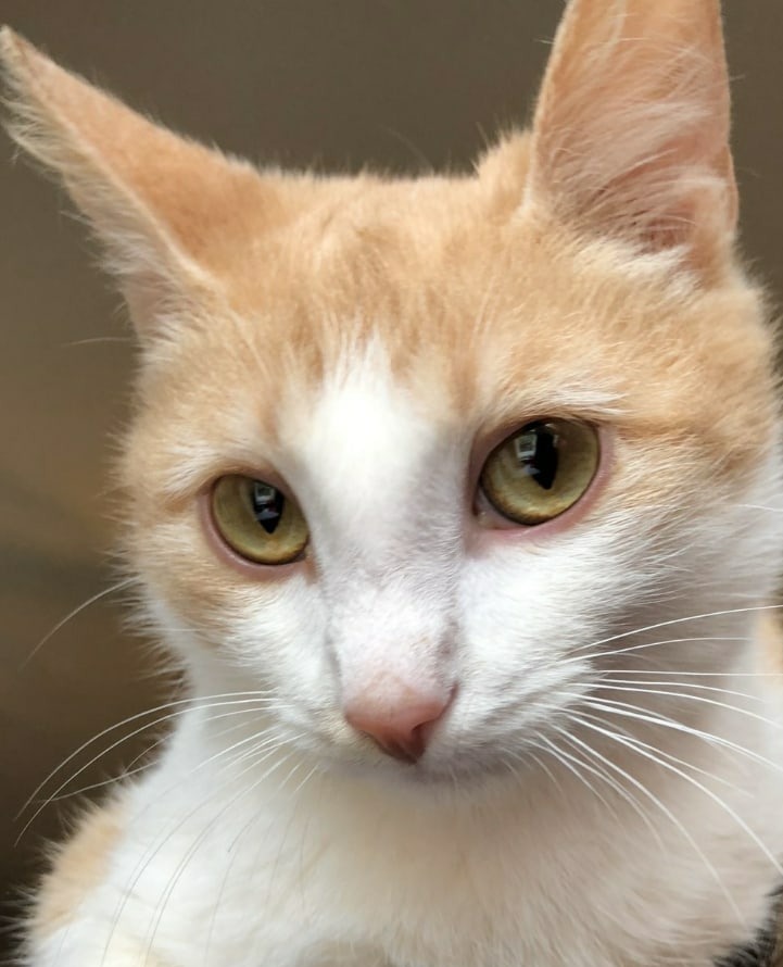 Амур - Имена для мальчиков - Клички для котов и кошек