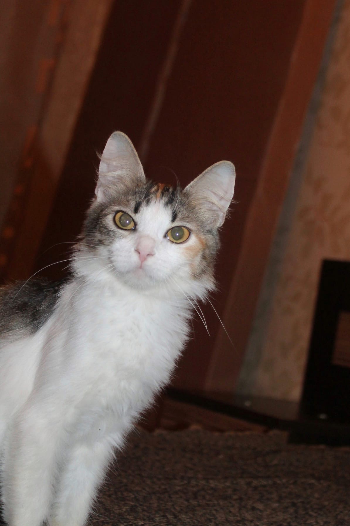 Леся - Имена для девочек - Клички для котов и кошек