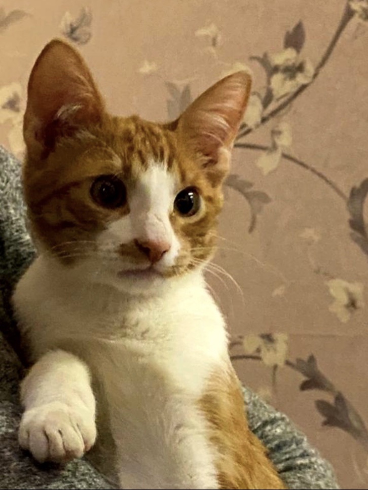 Лёлик - Имена для мальчиков - Клички для котов и кошек