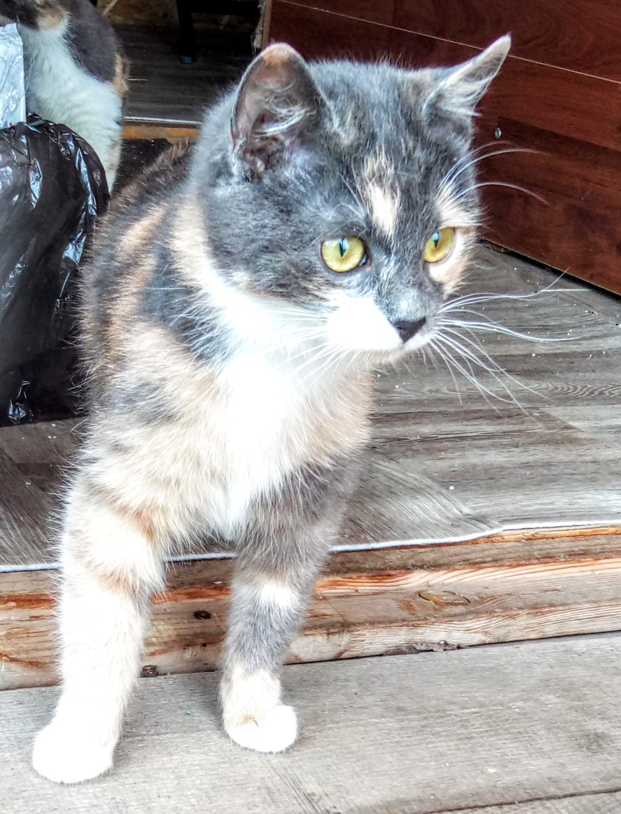 Глаша - Имена для девочек - Клички для котов и кошек