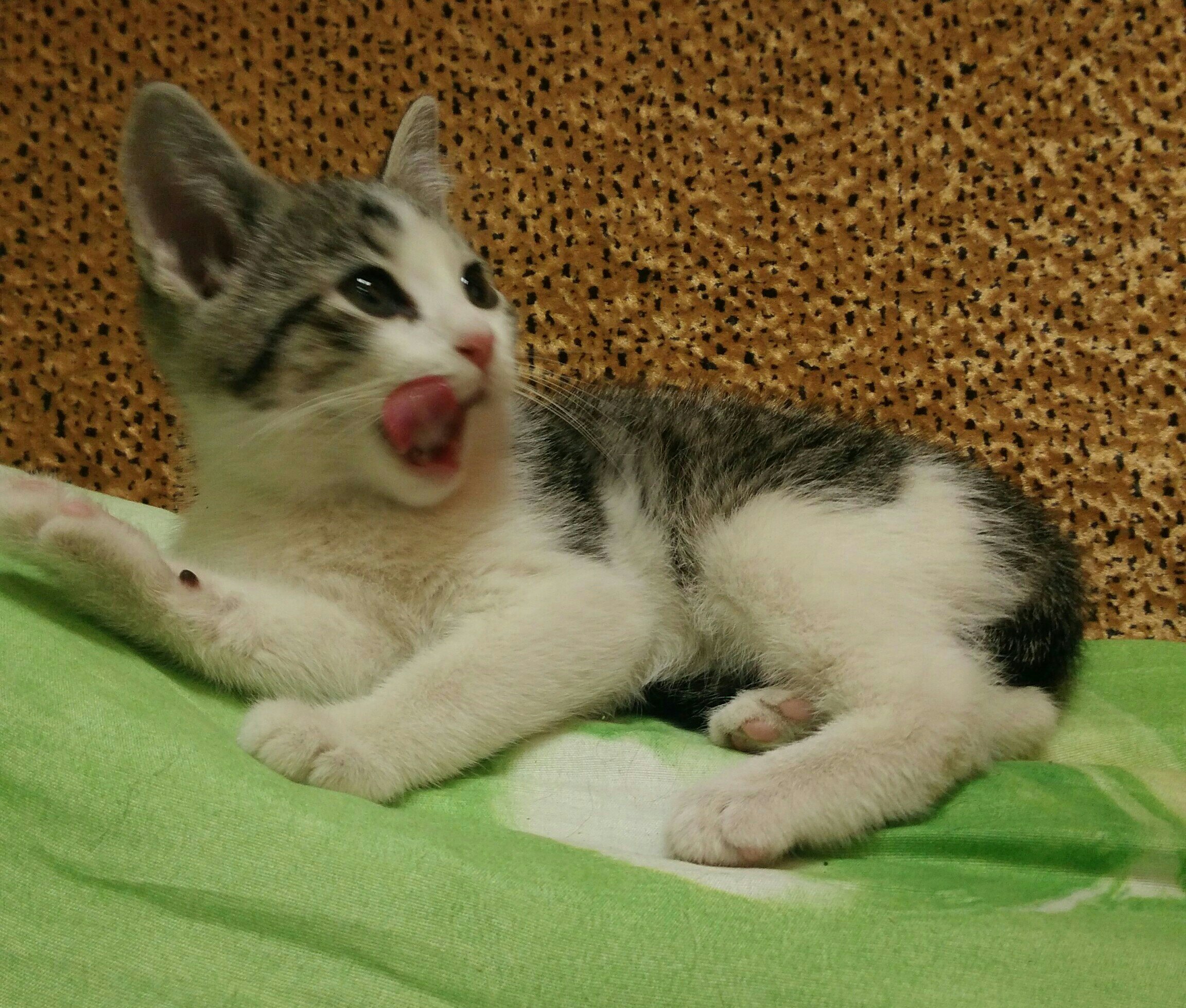 Мурик - Имена для мальчиков - Клички для котов и кошек