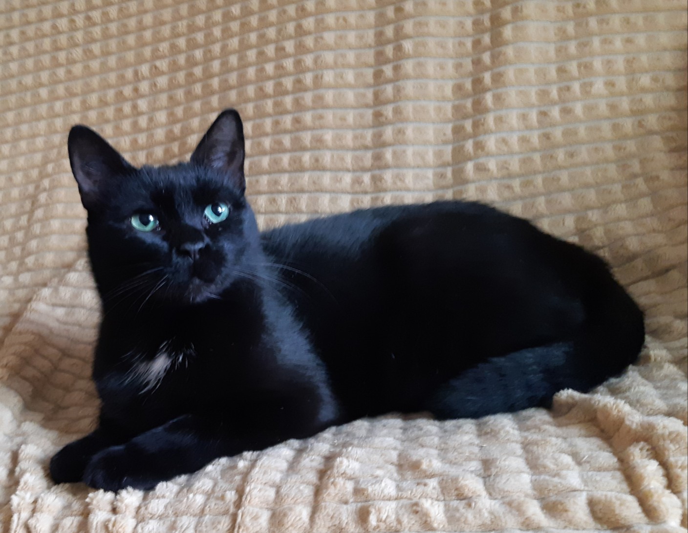 Маруся - Имена для девочек - Клички для котов и кошек