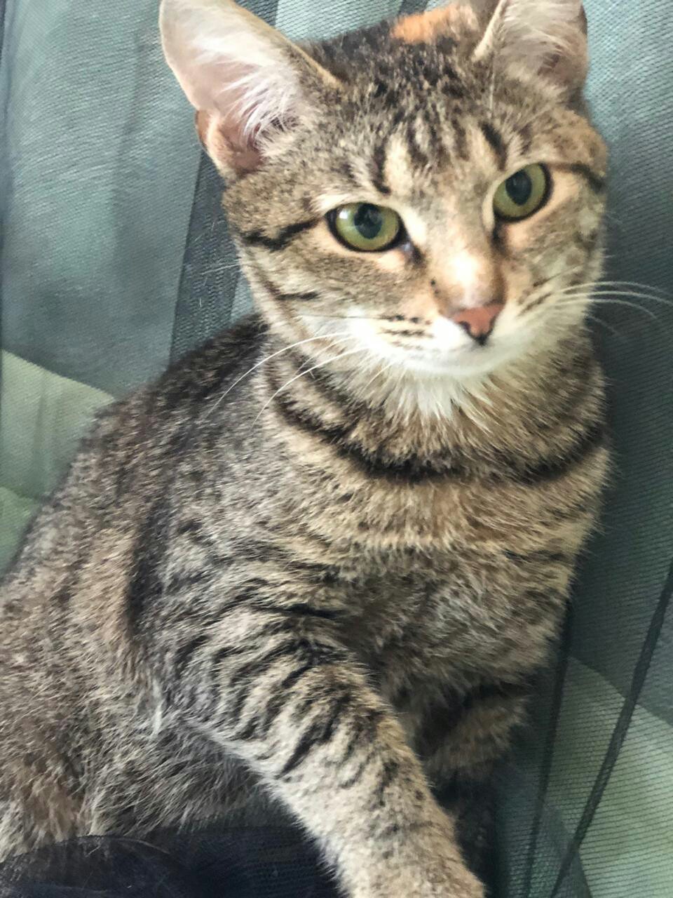 Эльза - Имена для девочек - Клички для котов и кошек