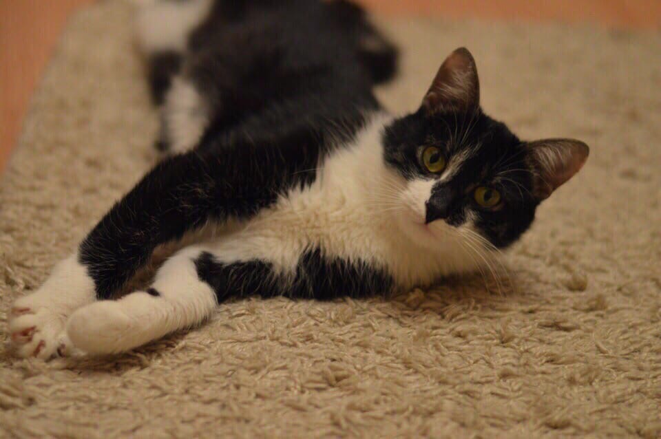 Сима - Имена для девочек - Клички для котов и кошек