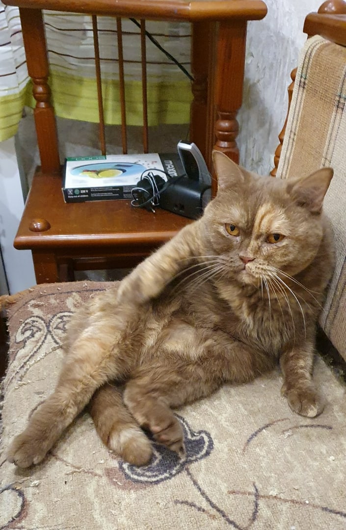 Софа - Имена для девочек - Клички для котов и кошек