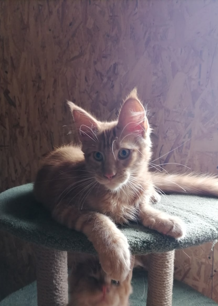 Ермак - Имена для мальчиков - Клички для котов и кошек