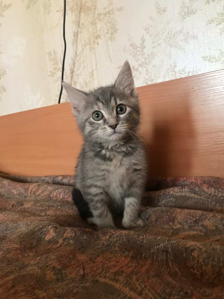 Рада - Имена для девочек - Клички для котов и кошек