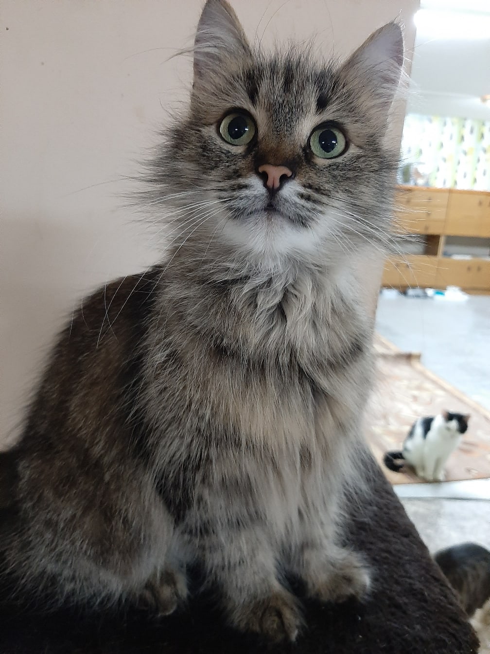 Кася - Имена для девочек - Клички для котов и кошек