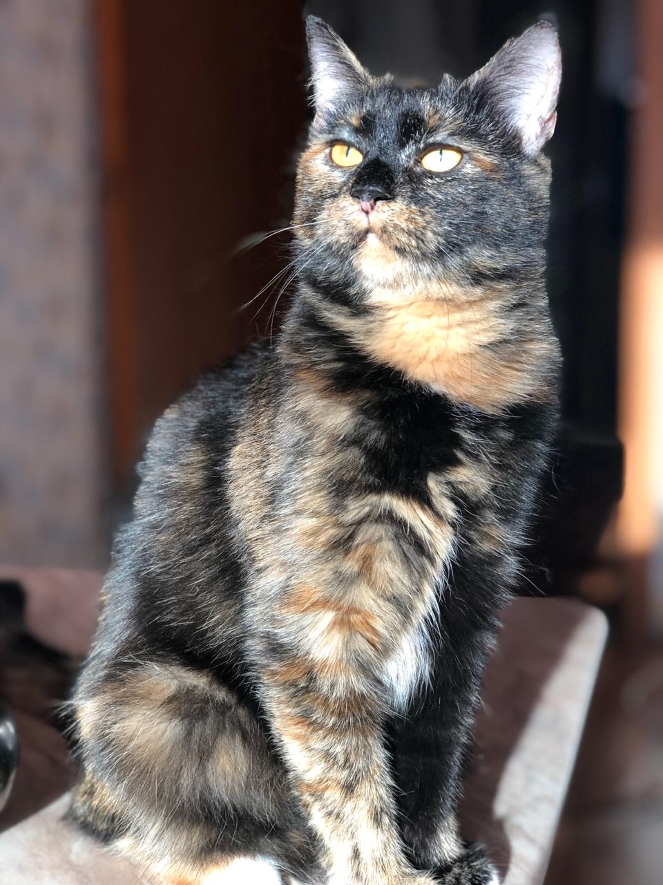 Уна - Имена для девочек - Клички для котов и кошек