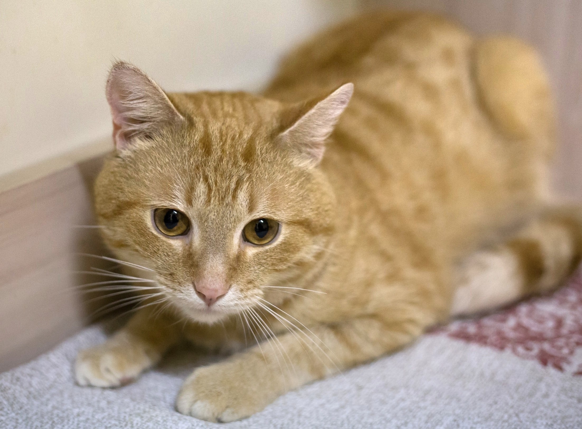 Лучик - Имена для мальчиков - Клички для котов и кошек