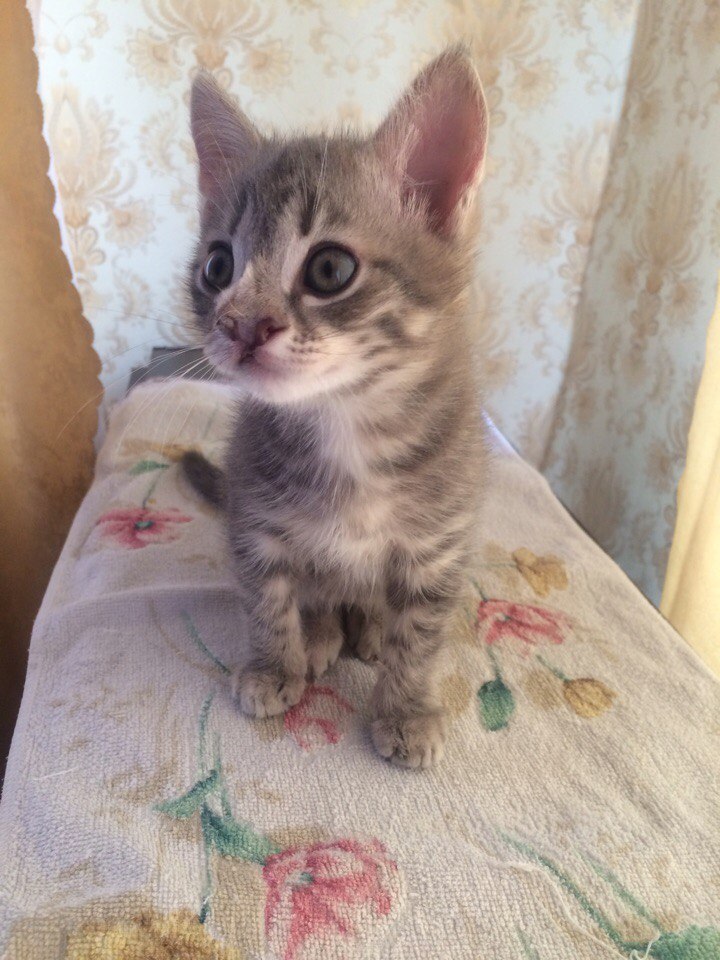 Алик - Имена для мальчиков - Клички для котов и кошек