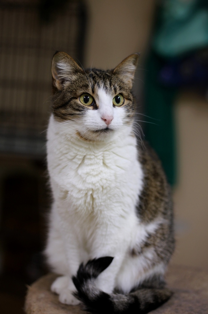 Шаня - Имена для девочек - Клички для котов и кошек