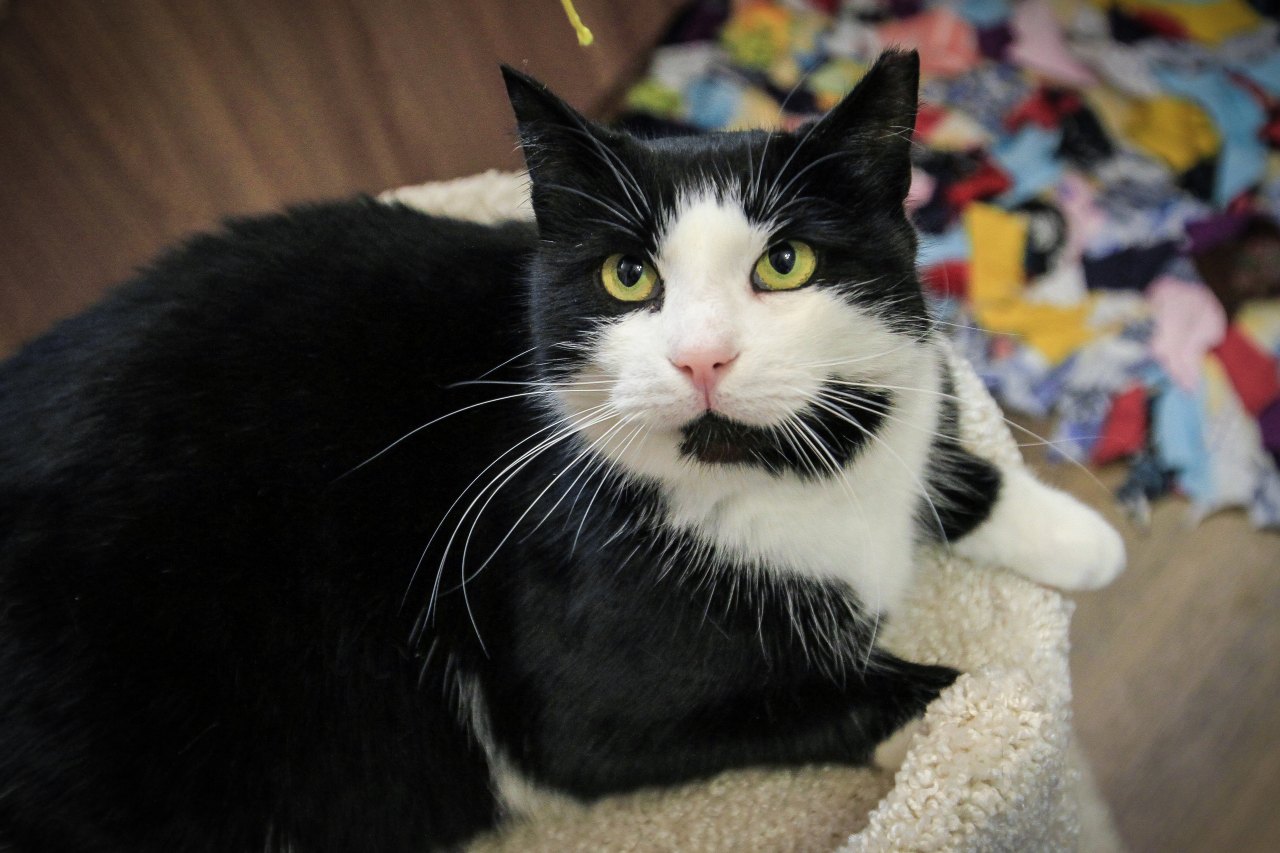 Тина - Имена для девочек - Клички для котов и кошек