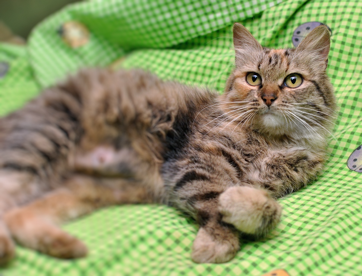 Тильда - Имена для девочек - Клички для котов и кошек