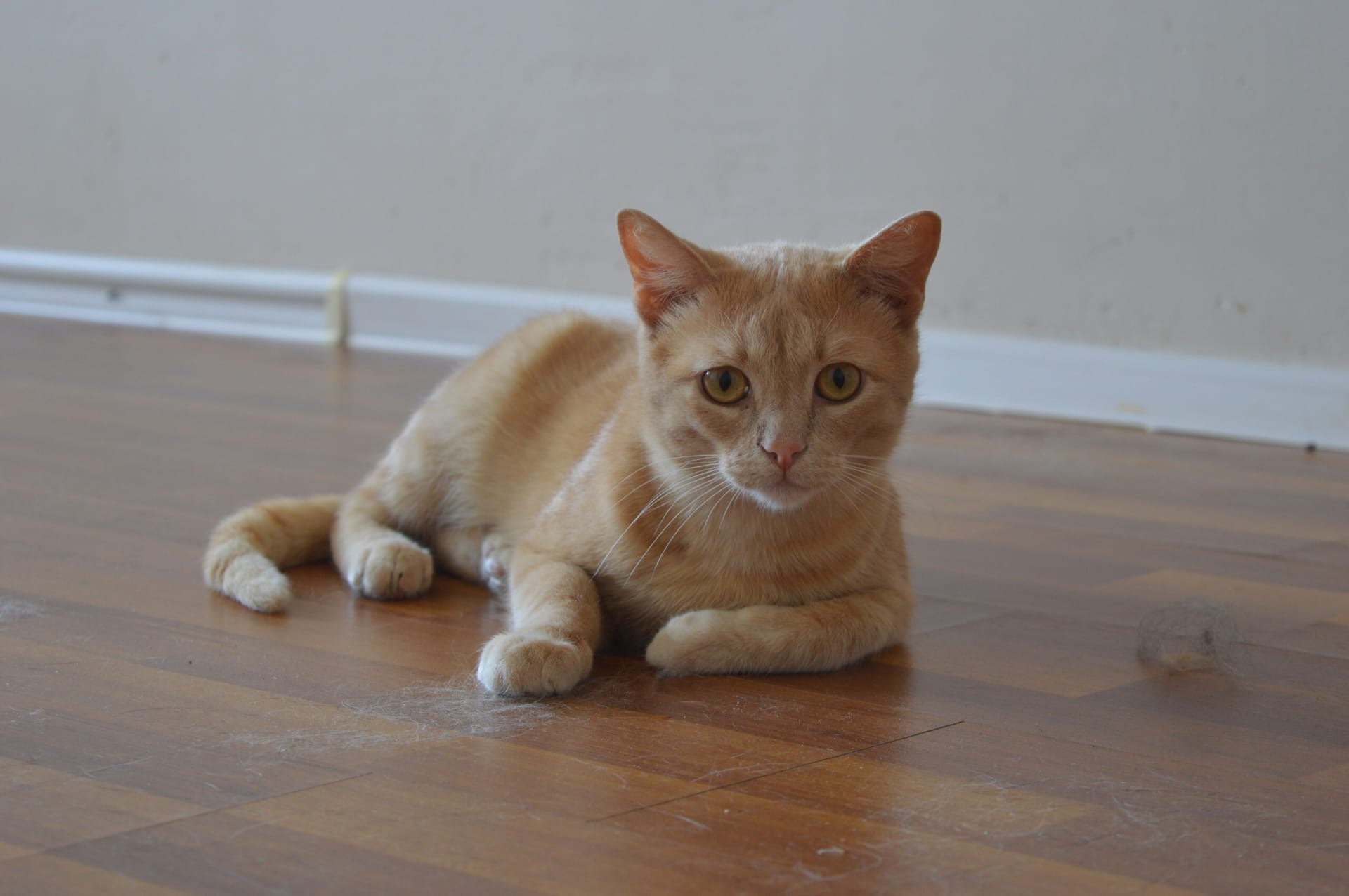 Гордей - Имена для мальчиков - Клички для котов и кошек