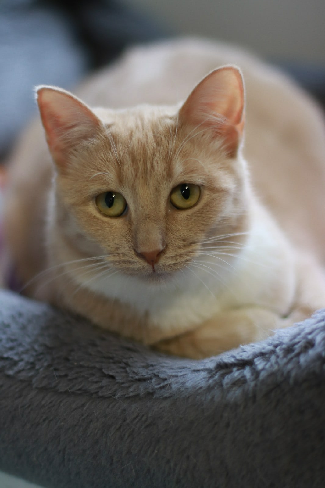 Персея - Имена для девочек - Клички для котов и кошек