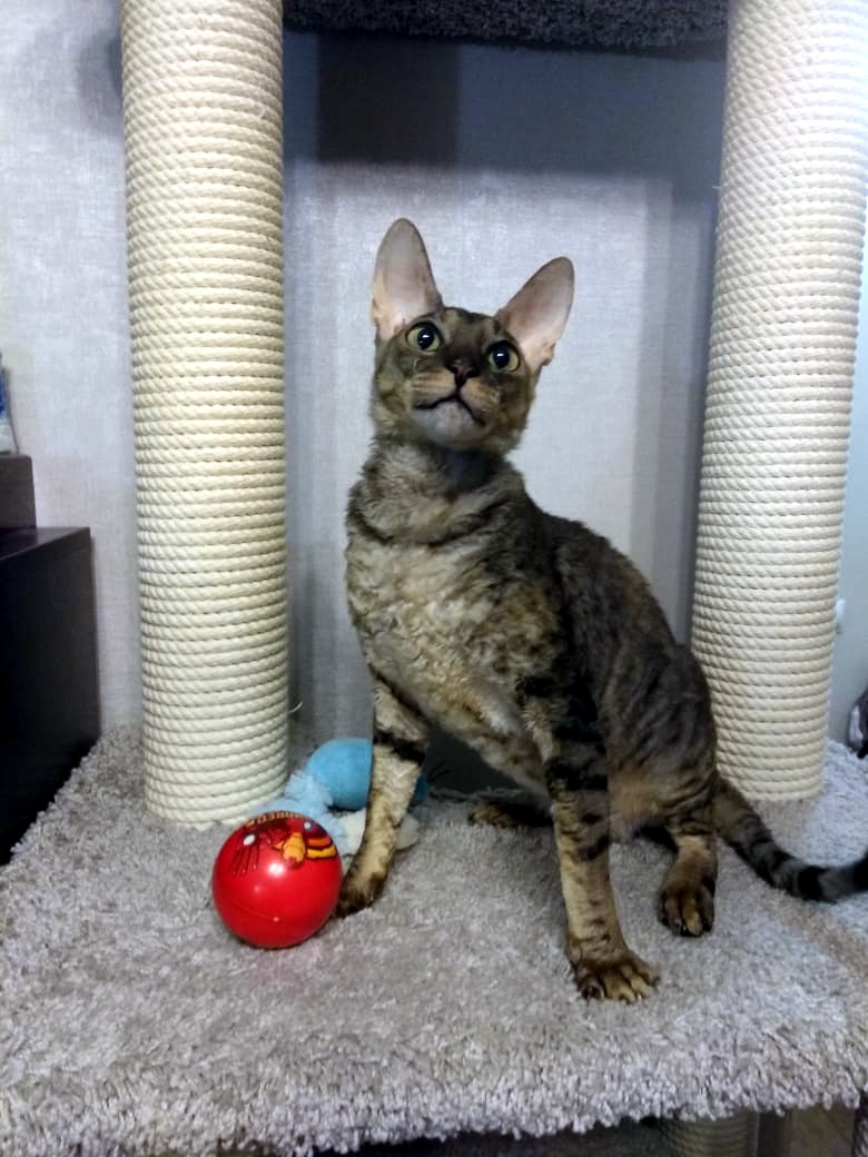 Тэсс - Имена для девочек - Клички для котов и кошек