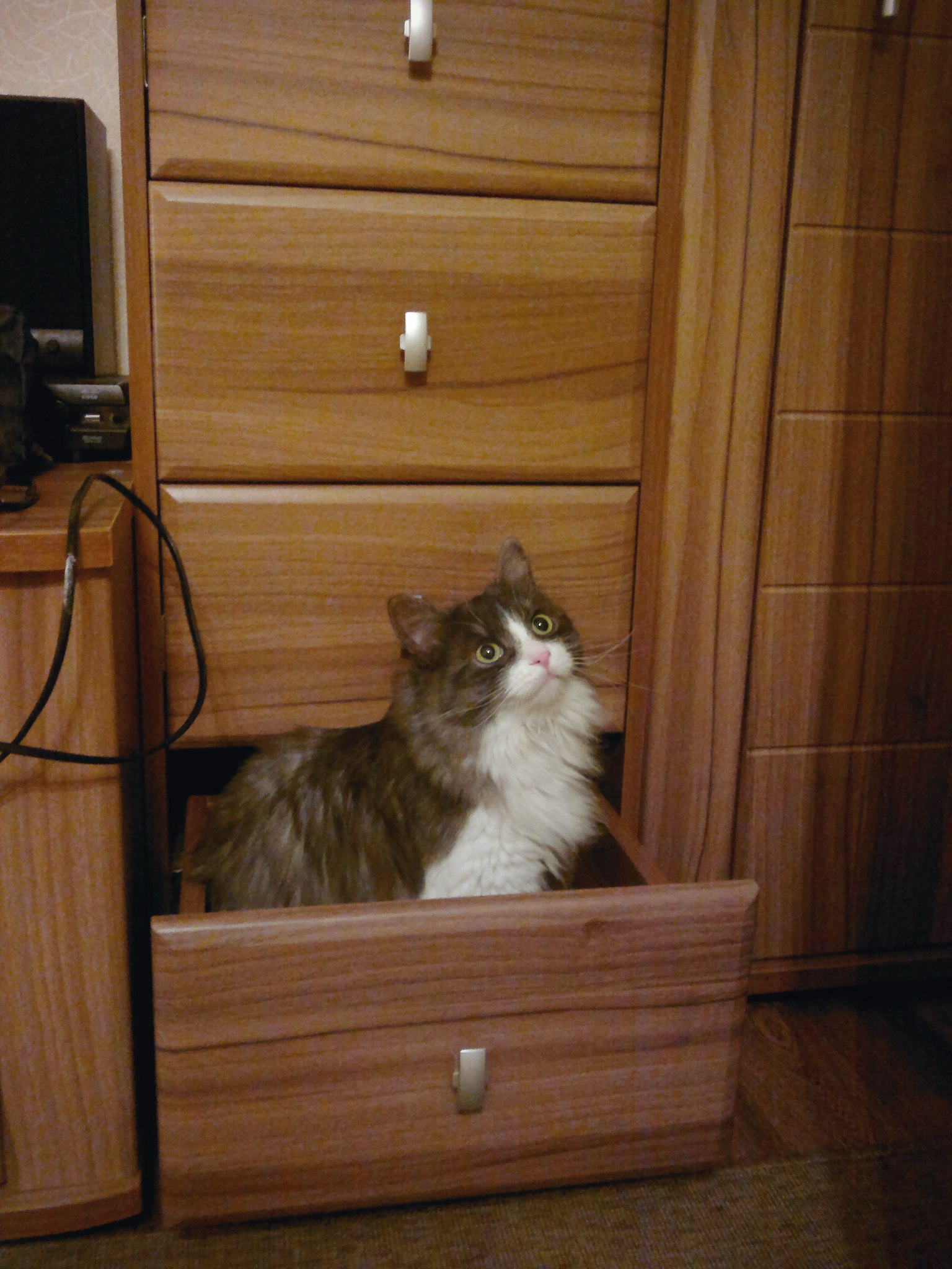 Семён - Имена для мальчиков - Клички для котов и кошек