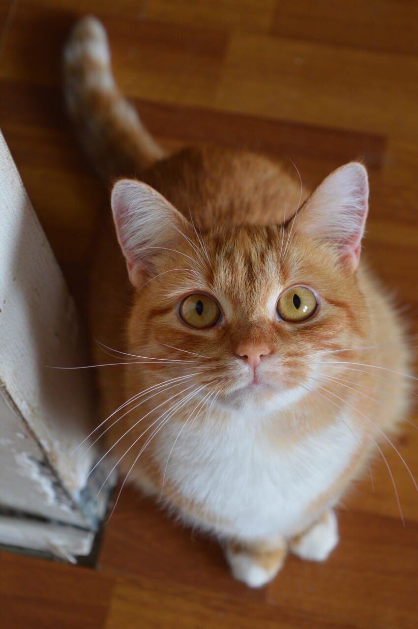 Рыжуля - Имена для девочек - Клички для котов и кошек