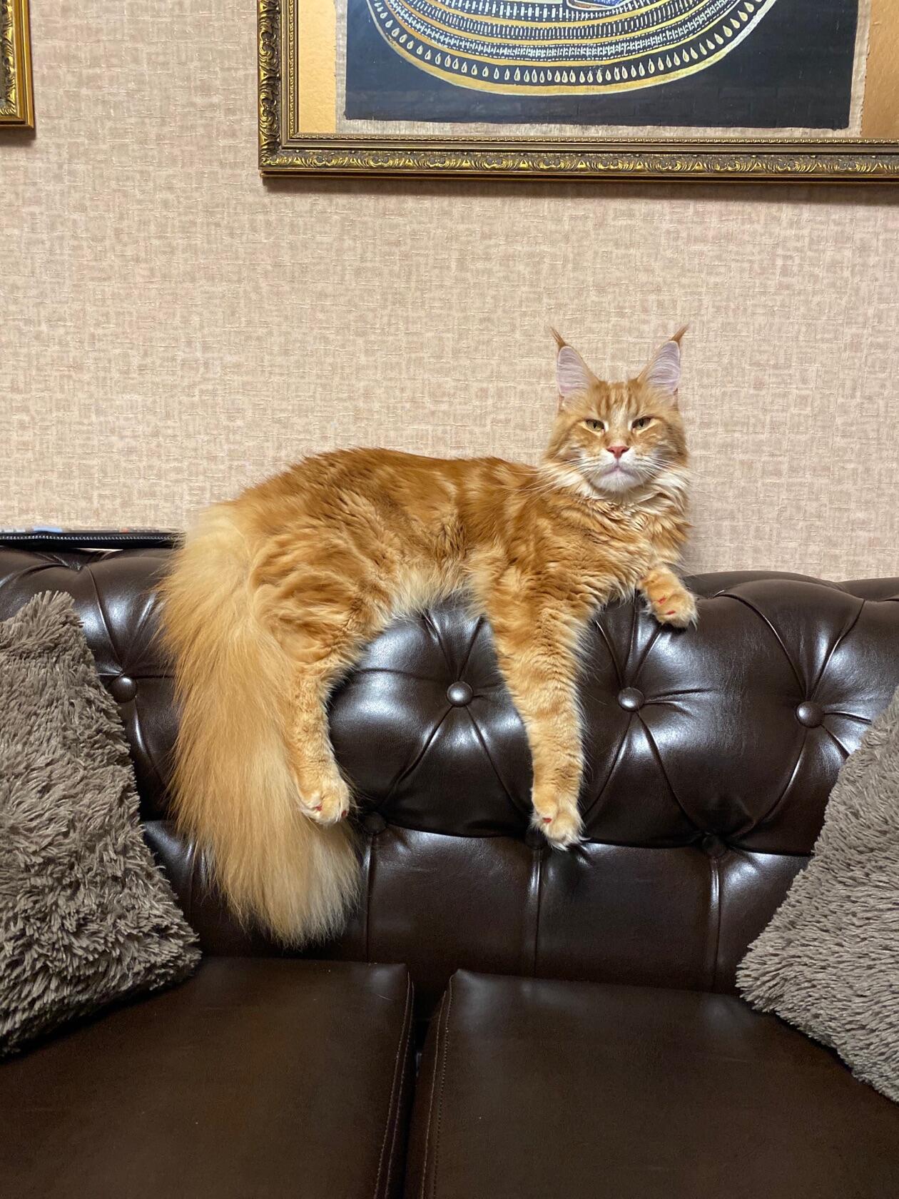 Икар - Имена для мальчиков - Клички для котов и кошек