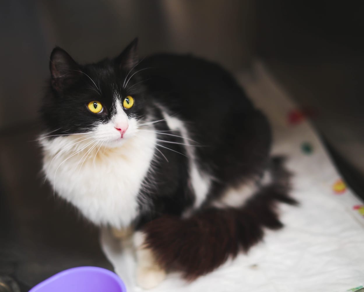 Зарина - Имена для девочек - Клички для котов и кошек