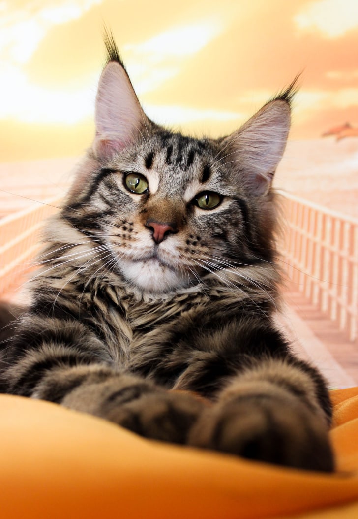 Ботя - Имена для мальчиков - Клички для котов и кошек