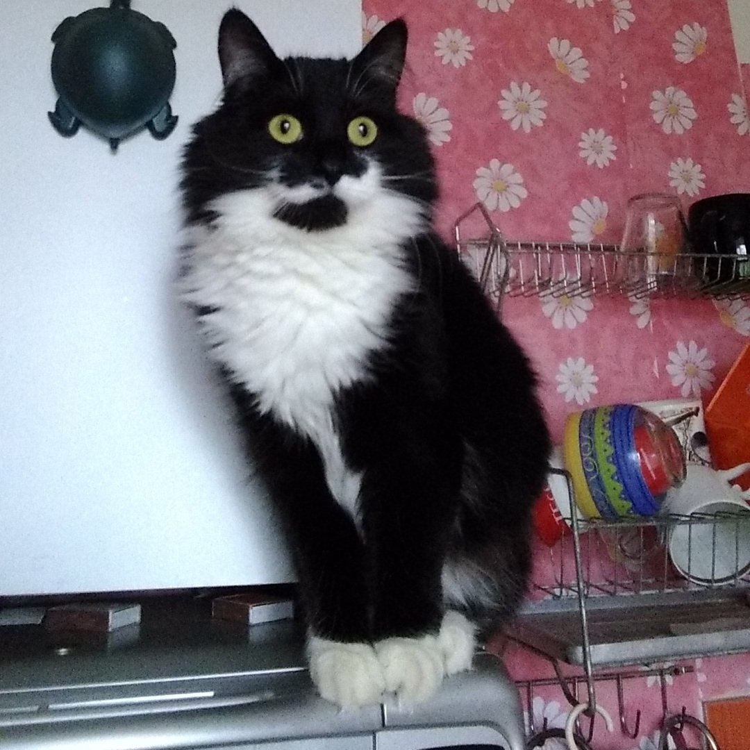 Хлоя - Имена для девочек - Клички для котов и кошек